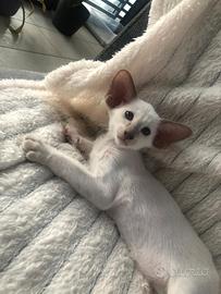 Siamese lilac point