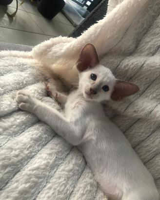 Siamese lilac point