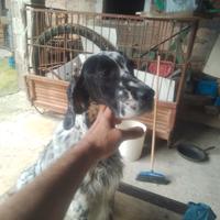 Setter inglese femmina 3 anni