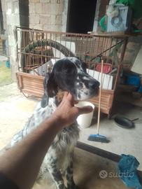 Setter inglese femmina 3 anni