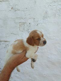 Breton