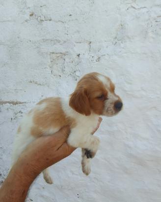 Breton