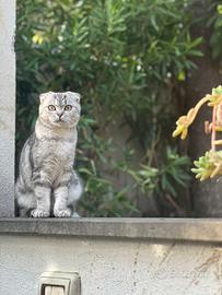 Scottish fold