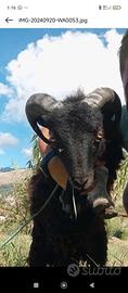 Montone maschio pecora nana nera