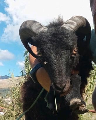 Montone maschio pecora nana nera