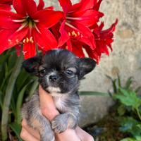 Chihuahua