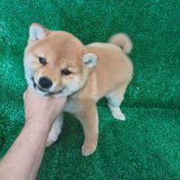 Cucciola miss shiba Inu 2026