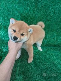 Cucciola miss shiba Inu 2026