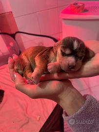 Cocker spaniel inglesi