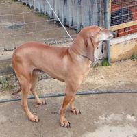 Disponibilità di segugio italiano femmina