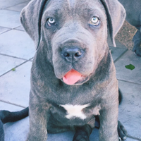 Cuccioli di Cane Corso grigio e nero