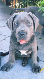 Cuccioli di Cane Corso grigio e nero