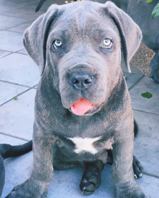 Cuccioli di Cane Corso grigio e nero