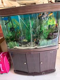 Acquario
