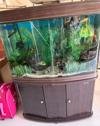 Acquario