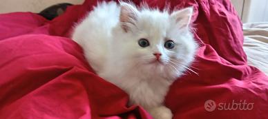Ragdoll