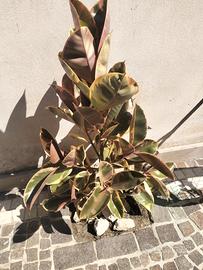 ficus elastica "Belize"