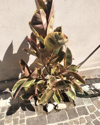 ficus elastica "Belize"