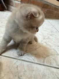 Gattini Scottish Fold