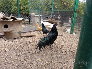 Coppia galline combattenti di sumatra