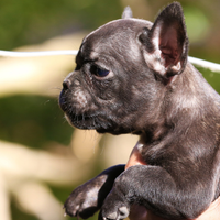 Bulldog francesi