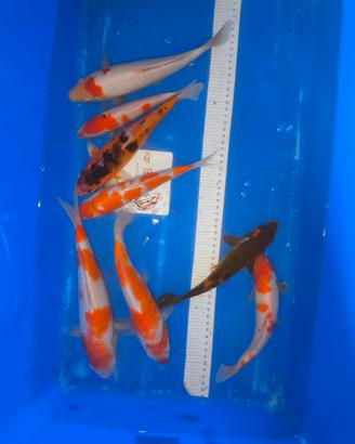 Carpe koi kohaku