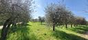 uliveto-a-rapolano-terme