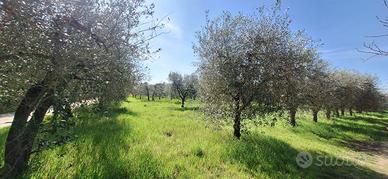 Uliveto a Rapolano Terme
