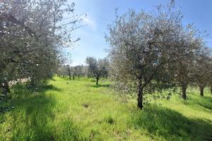 Uliveto a Rapolano Terme