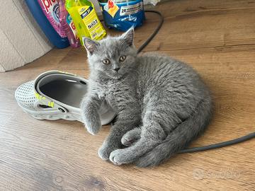Gattina British Shorthair