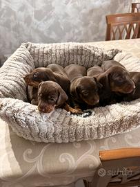 Cucciolo bassotto nano