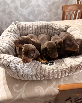Cucciolo bassotto nano