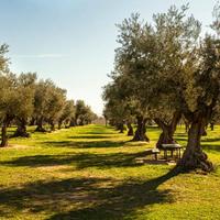 Oliveto con 530 olivi, 1,8 ettari, NO Xylella