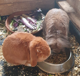 Coppia di coniglietti nani