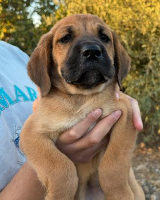 Cuccioli di corso incrocio con setter