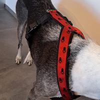 Pettorina per levriero di grande taglia