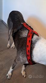 Pettorina per levriero di grande taglia