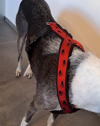 Pettorina per levriero di grande taglia