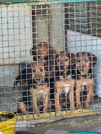 Segugio terrier