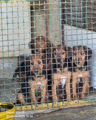 Segugio terrier