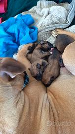 Cuccioli Pitbull e pastore tedesco originali