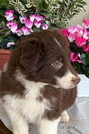 Cucciolo Border collie