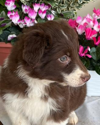 Cucciolo Border collie