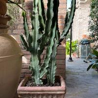 Pianta grassa varietà euphorbia