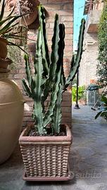 Pianta grassa varietà euphorbia