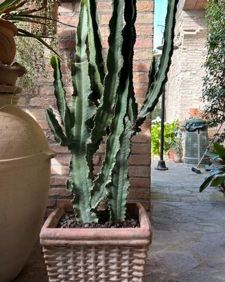 Pianta grassa varietà euphorbia