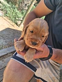 Cuccioli di cocker