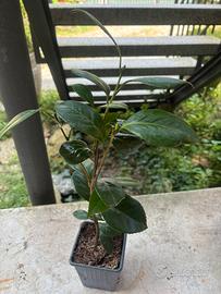 Camelia