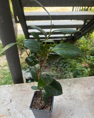 Camelia