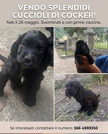Cuccioli di cocker